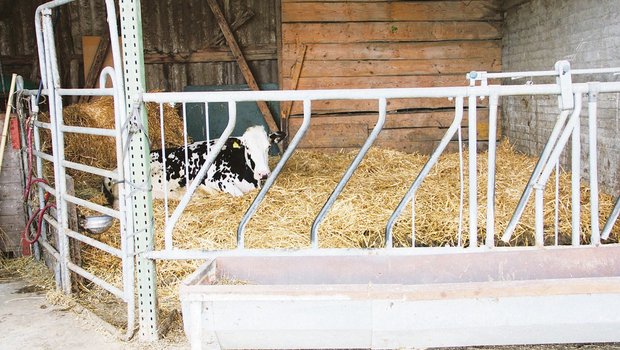 Die Auslaufvorschriften bei Kühen in der Abkalbebox müssen eingehalten werden, oder der Betriebsleiter kann ein Arztzeugnis vorweisen. (Bild aw)