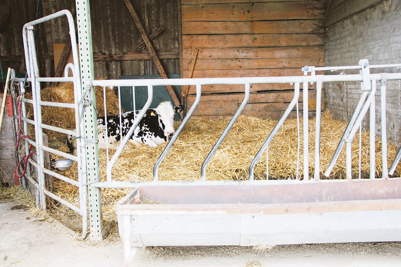 Die Auslaufvorschriften bei Kühen in der Abkalbebox müssen eingehalten werden, oder der Betriebsleiter kann ein Arztzeugnis vorweisen. (Bild aw)