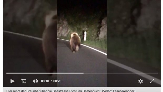 Ein Video eines «20 Minuten»-Leserreporters zeigt den flüchtenden Bären. (Bild Screenshot 20min.ch)