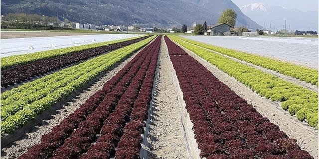 Gemüseproduzenten aus dem grenznahen Deutschland schlagen Alarm. Wegen einer Änderung der Einfuhrregelung sehen sie sich in ihrer Existenz bedroht.