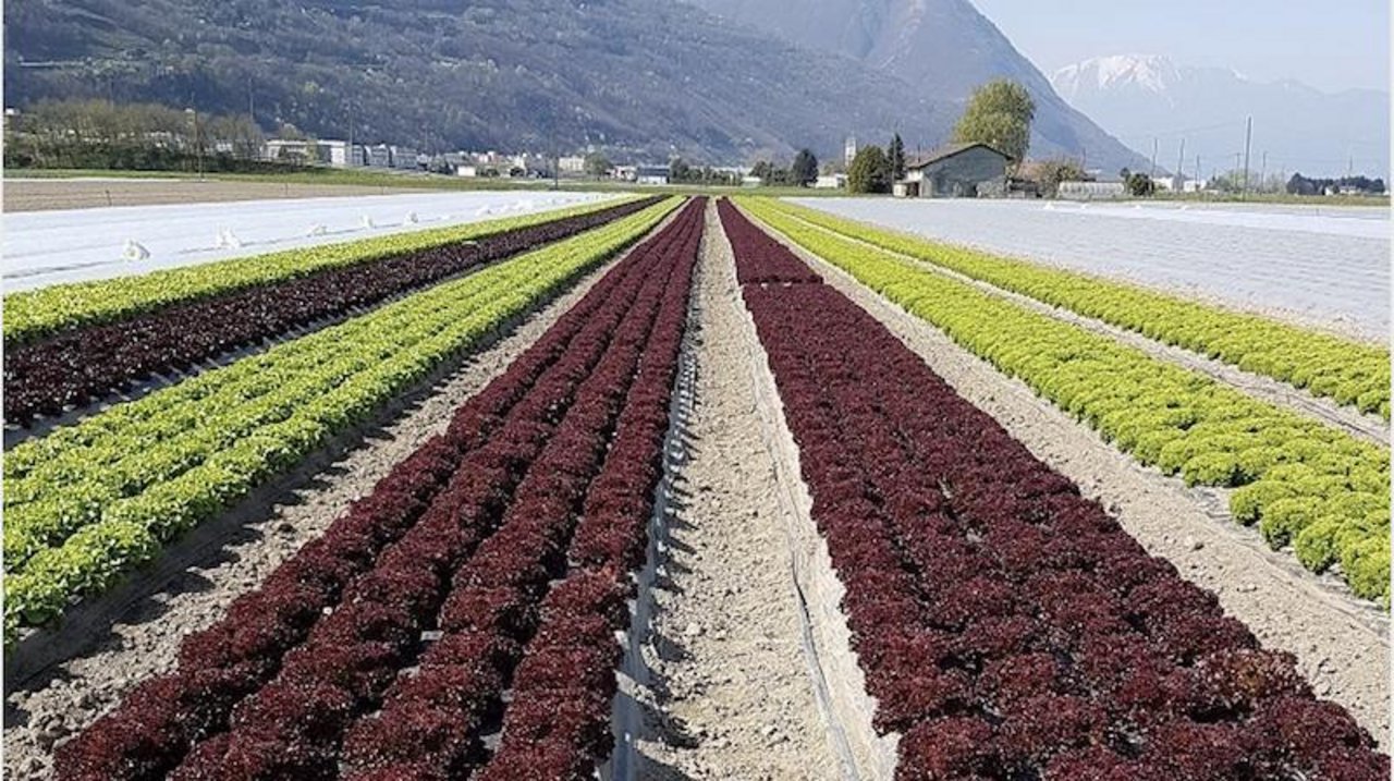 Gemüseproduzenten aus dem grenznahen Deutschland schlagen Alarm. Wegen einer Änderung der Einfuhrregelung sehen sie sich in ihrer Existenz bedroht.