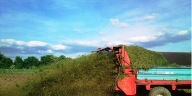 Die Wirkung von Kompoststreu und Transfemulch wird am FiBL zusammen mit Landwirt(innen) untersucht. (Bild SAG Gesundheitskost)