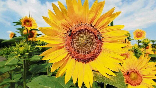 Blühende Sonnenblumen. Bei Insekten, Wanderern und zuletzt bei den Abnehmern gleichermassen begehrt. 