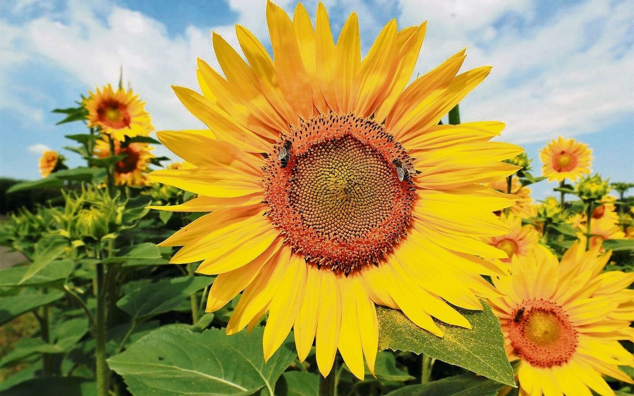 Blühende Sonnenblumen. Bei Insekten, Wanderern und zuletzt bei den Abnehmern gleichermassen begehrt. 
