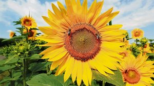 Blühende Sonnenblumen. Bei Insekten, Wanderern und zuletzt bei den Abnehmern gleichermassen begehrt. 