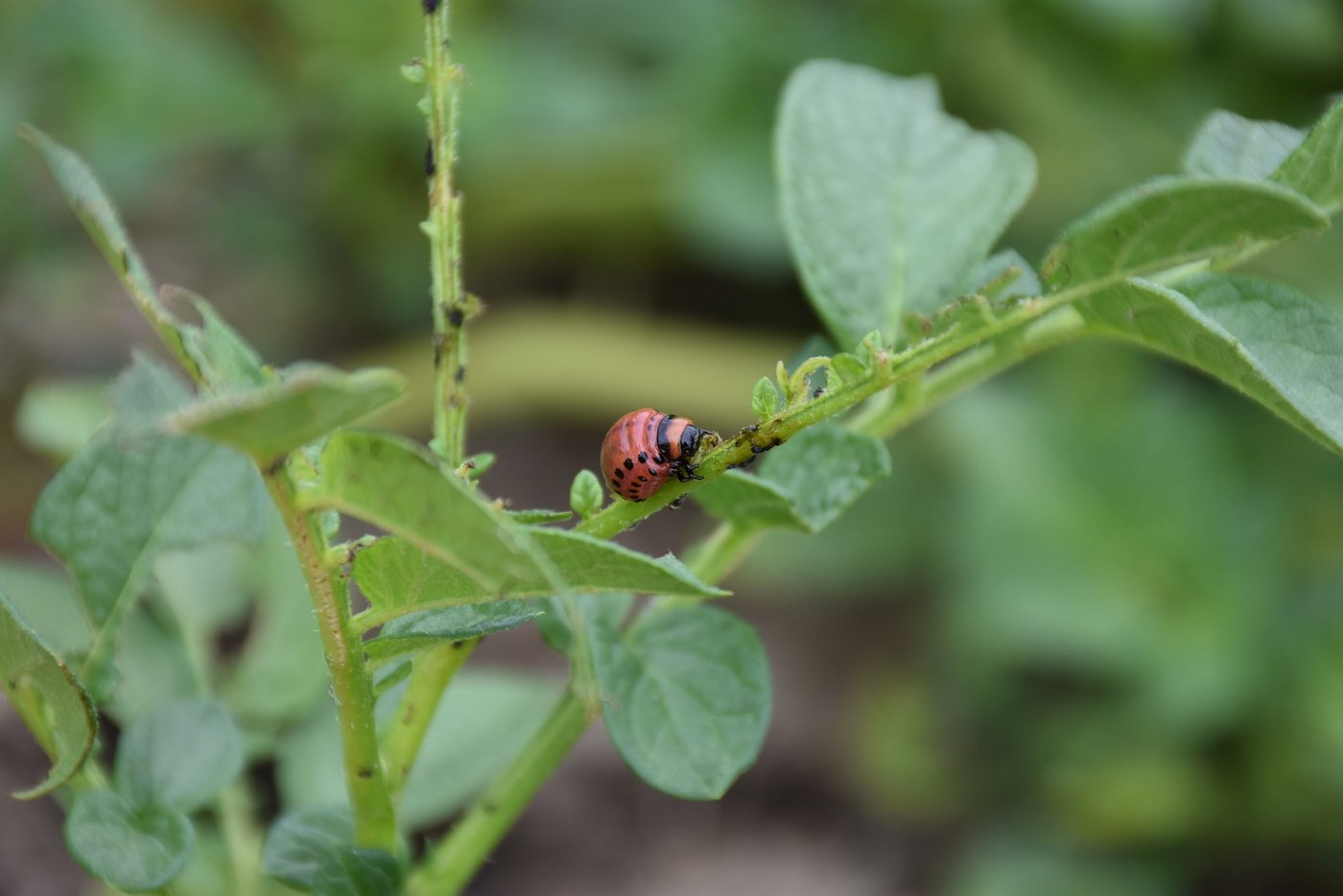 In Kartoffeln wurden bereits Eier und Larven der Kartoffelkäfer gefunden. Kartoffelkäfer sind aktuell mittels Feldkontrolle zu überwachen. (Bild Alexandra Schröder)