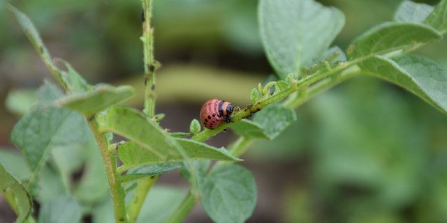 In Kartoffeln wurden bereits Eier und Larven der Kartoffelkäfer gefunden. Kartoffelkäfer sind aktuell mittels Feldkontrolle zu überwachen. (Bild Alexandra Schröder)