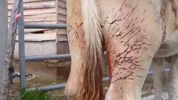 Video: verletztes Rind und verletzter Esel nach Wolfsangriff auf Bündner Alp Die Biss- oder Kratzspuren sind deutlich sichtbar. (Bild Screenshot / Marcel Züger)