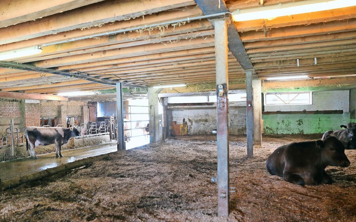 Die Tiere leben in einem Kompost-Stall, der dem Waldbodensystem ähnelt. Der Untergrund wird nicht täglich bearbeitet, dafür werden die Kuhfladen eingesammelt und es wird nachgestreut.