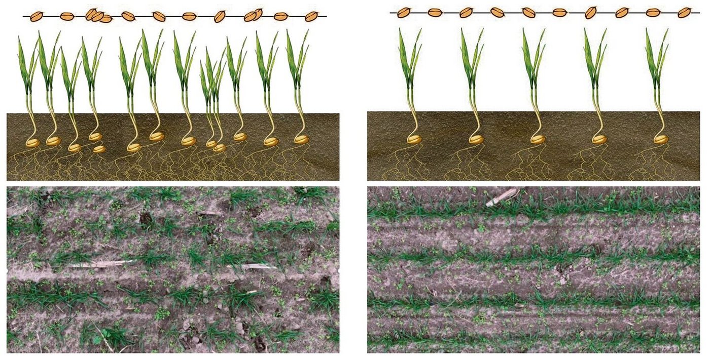 Eine bessere Tiefenkontrolle und präzise Saatablage ergeben laut Hersteller gleichmässigere Bestände. 