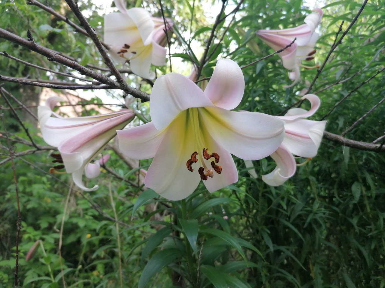 Eine Lilie, die sich im Permakulturgarten sichtlich wohl fühlt. (Bild Belinda Balmer)