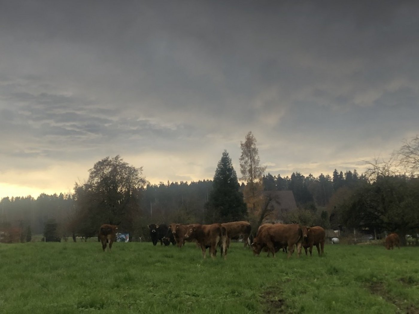 Einige diese Rinder werden bald geschlachtet.