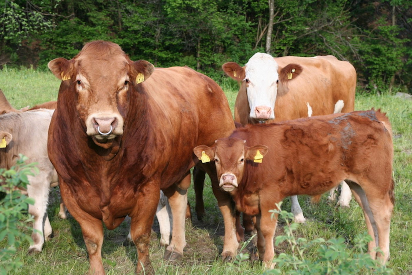 Immer mehr Bauern interessieren sich für die Mutterkuhhaltung. (Bild mutterkuh schweiz)