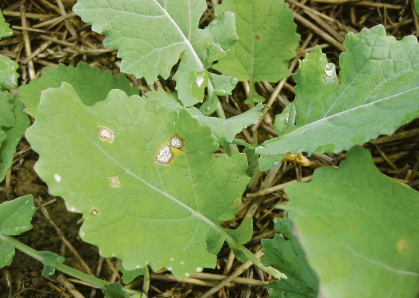 Die Wuzelhals- und Stängelfäule ist an den graubeigen Blattflecken mit schwarzen Punkten in der Mitte zu erkennen. (Bild zVg)