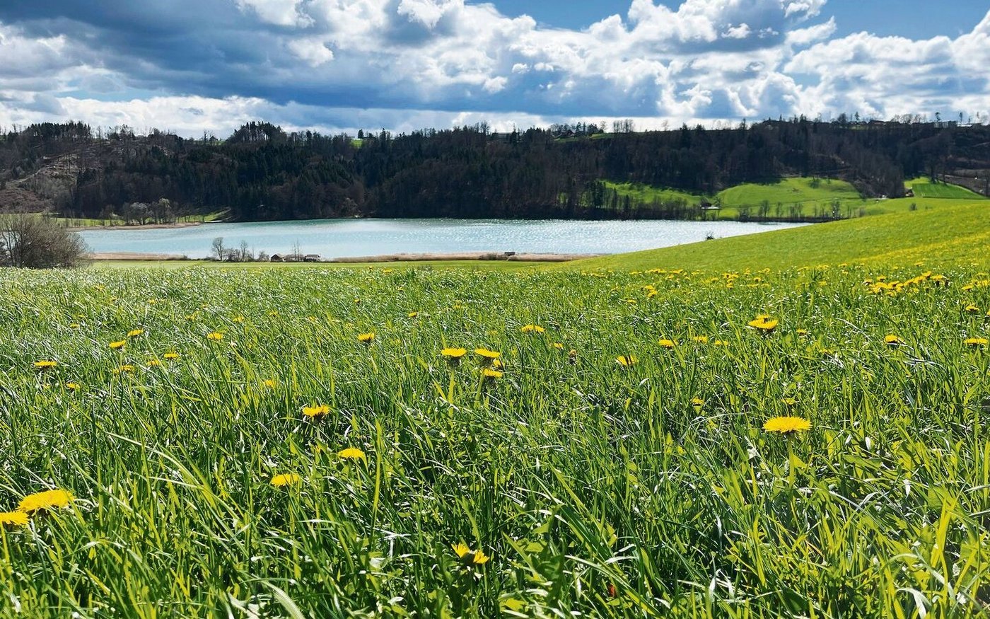 Sobald der Löwenzahn verblüht ist, werden beim Mähen und Aufbereiten weniger Insekten in Mitleidenschaft gezogen. Während der Blüte sollte der Mähaufbereiter nur bei geringer Bienenaktivität (weniger als eine Biene pro 2 m2) benutzt werden.