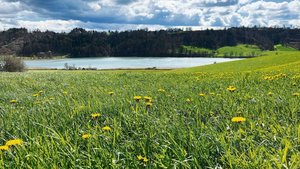 Sobald der Löwenzahn verblüht ist, werden beim Mähen und Aufbereiten weniger Insekten in Mitleidenschaft gezogen. Während der Blüte sollte der Mähaufbereiter nur bei geringer Bienenaktivität (weniger als eine Biene pro 2 m2) benutzt werden.