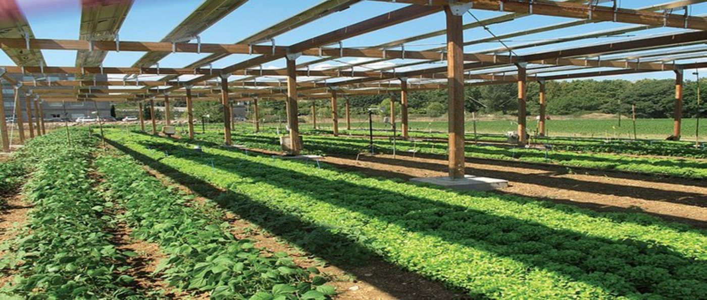 Auch in Frankreich wird geforscht: Agrovoltaik-Anlage auf einer Versuchsfläche der Universität Montpellier. (Bild C. Dupraz)