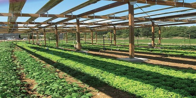 Auch in Frankreich wird geforscht: Agrovoltaik-Anlage auf einer Versuchsfläche der Universität Montpellier. (Bild C. Dupraz)