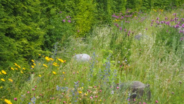 Ein farbenprächtiges Beispiel mit blühenden Wildstauden als Saum neben einer Eibenformhecke. (Bilder Ruth Bossardt)