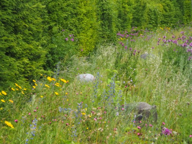 Ein farbenprächtiges Beispiel mit blühenden Wildstauden als Saum neben einer Eibenformhecke. (Bilder Ruth Bossardt)