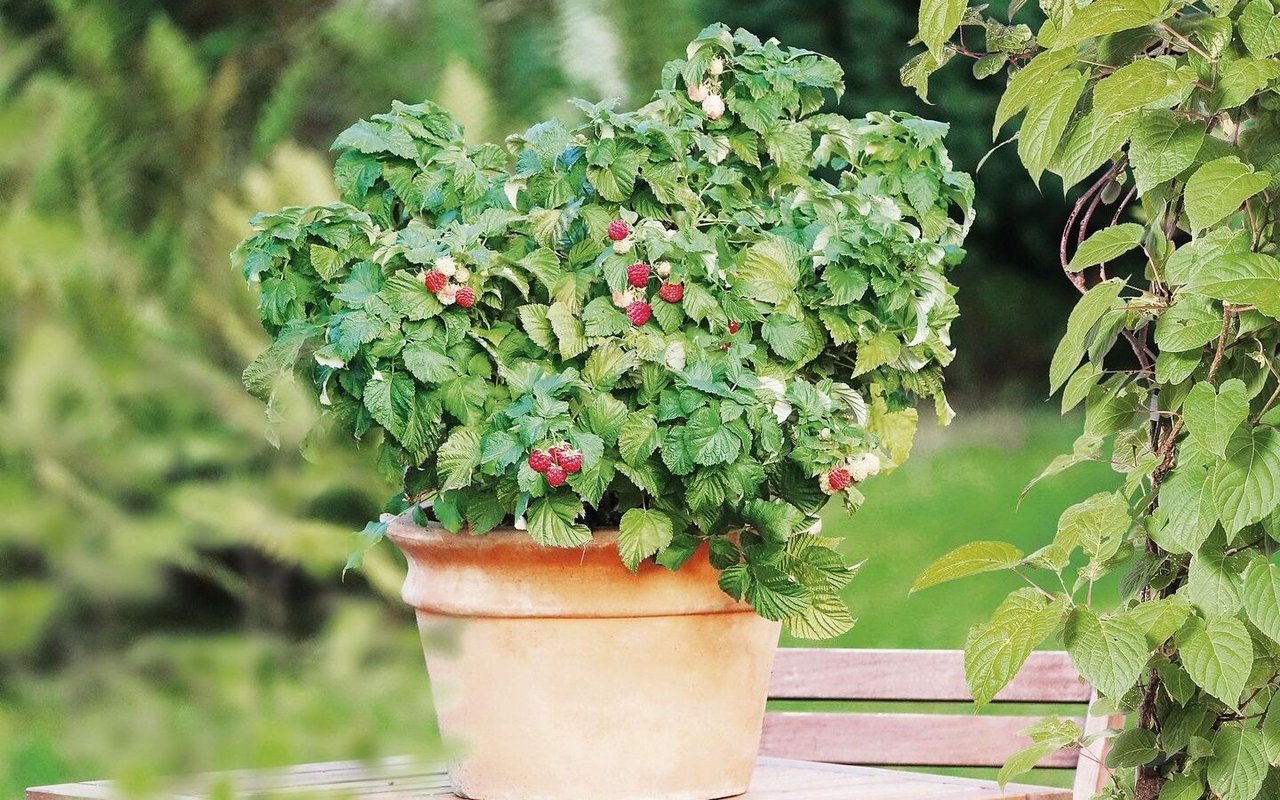 Platzwunder: Zwerghimbeeren eignen sich für Balkon und Terrasse.