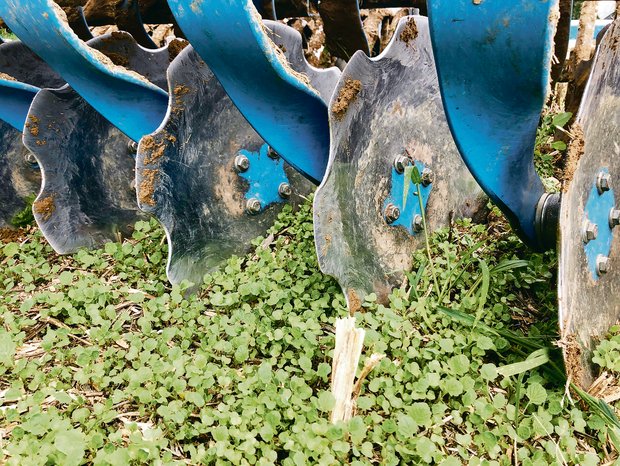 Ackerbau: Kaum geerntet, stehen schon die nächsten Arbeiten an Der Ausfallraps sollte erst bearbeitet werden, wenn er zwei Laubblätter aufweist. (Bild David Perler)