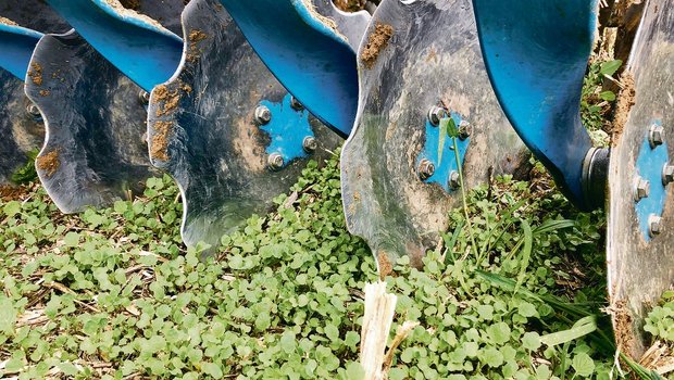 Ackerbau: Kaum geerntet, stehen schon die nächsten Arbeiten an Der Ausfallraps sollte erst bearbeitet werden, wenn er zwei Laubblätter aufweist. (Bild David Perler)
