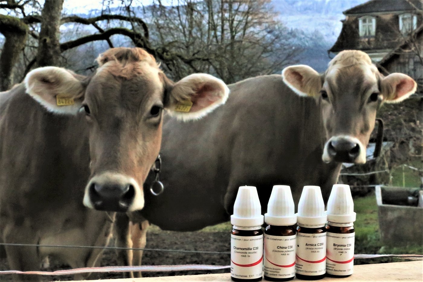 Familie Gisler setzt auf die Alternativmedizin.