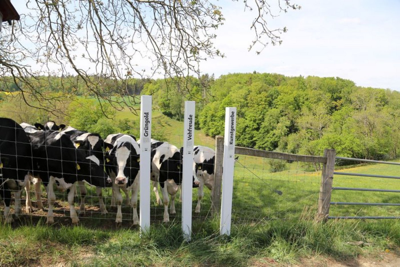Lockpfosten locken nicht nur Menschen an. (Bilder lid)