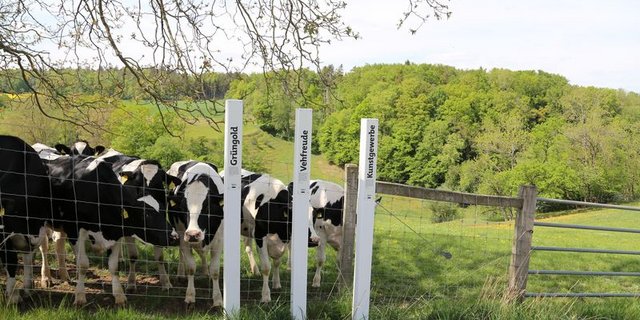 Lockpfosten locken nicht nur Menschen an. (Bilder lid)