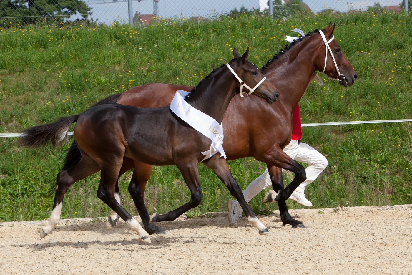 Aargauer Siegerin bei den älteren Warmblutfohlen Leyenda von Werner Senn, Rupperswil. (Bild zVg)