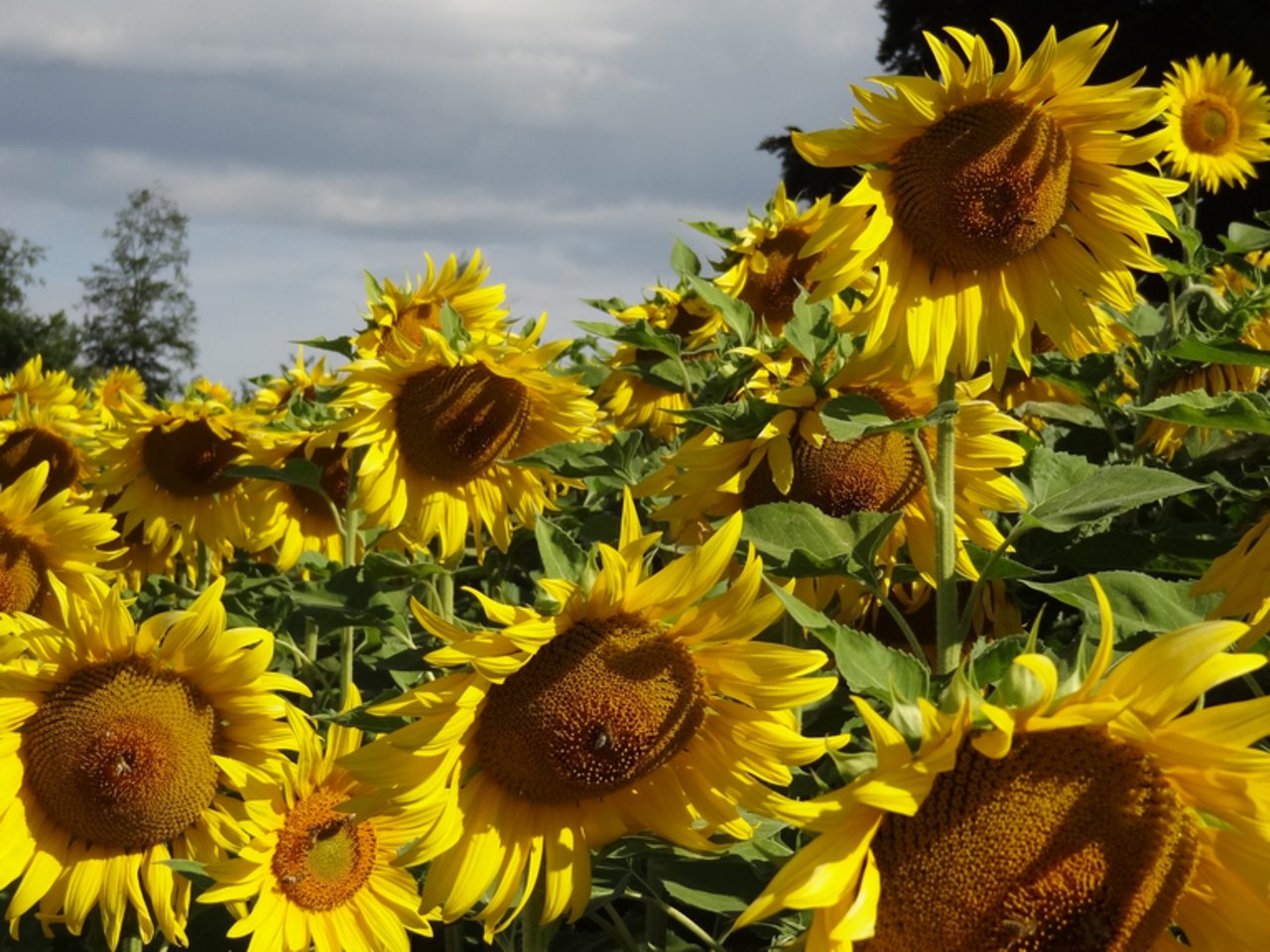 In der Ukraine hat der Sonnenblumenanbau Tradition. (Symbolbild if)