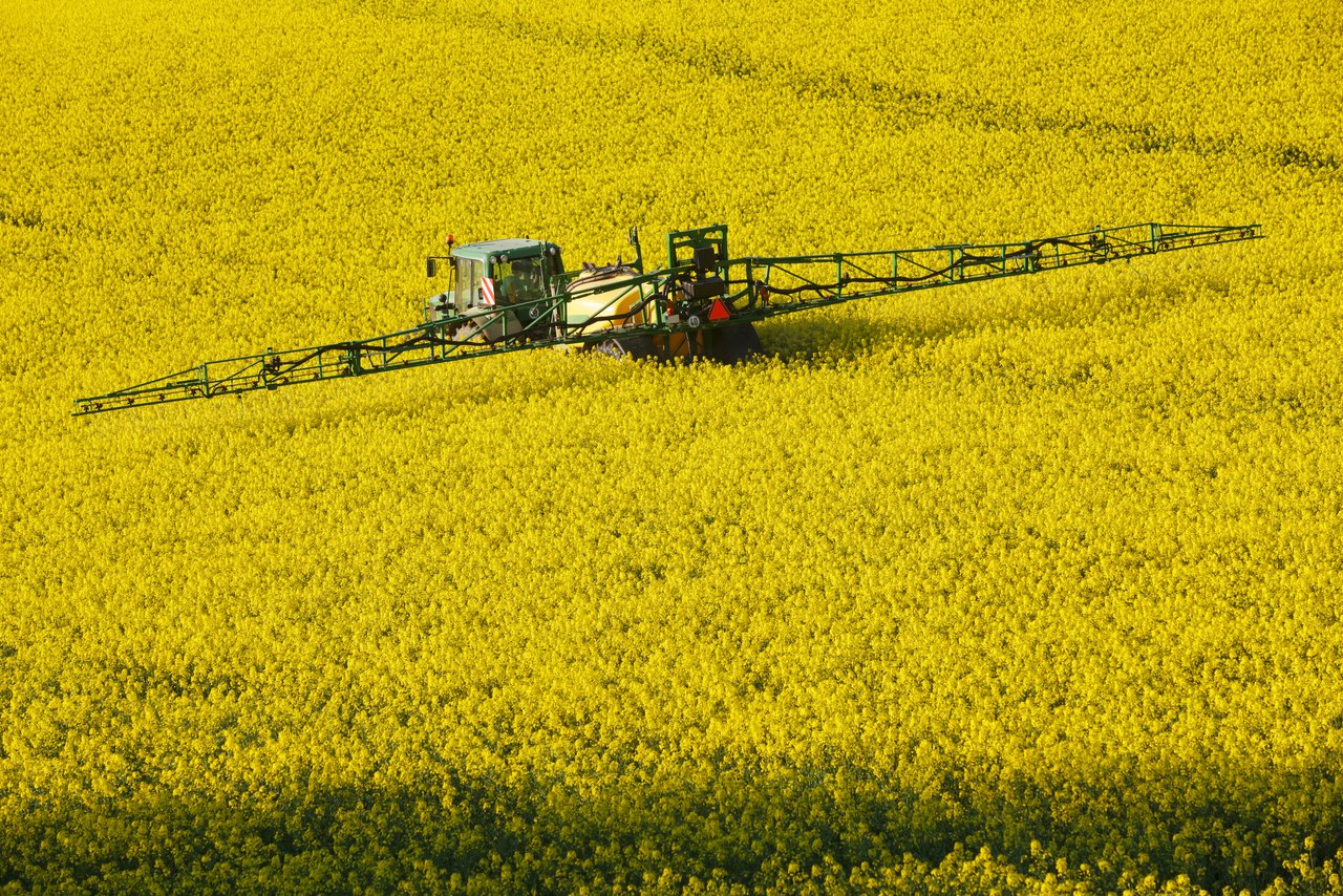 Ein Pestizid-Verbot hat Konsequenzen: Beispielsweise wird der Anbau von Raps gefährdet sein. Raps ist momentan aber eine sehr gefragte Kultur, weil die Lebensmittelindustrie vermehrt von Palmöl auf Raps umsteigt. (Bild Ingo Bartussek)