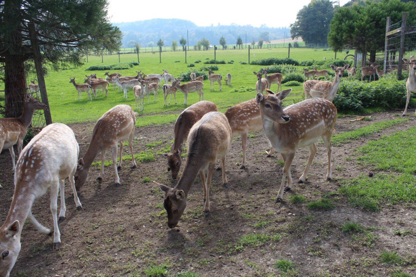 Die Hirschherde ist gesund und hat kaum gesundheitliche Probleme. Die Auflagen zur Hirschhaltung sind aber hoch. 