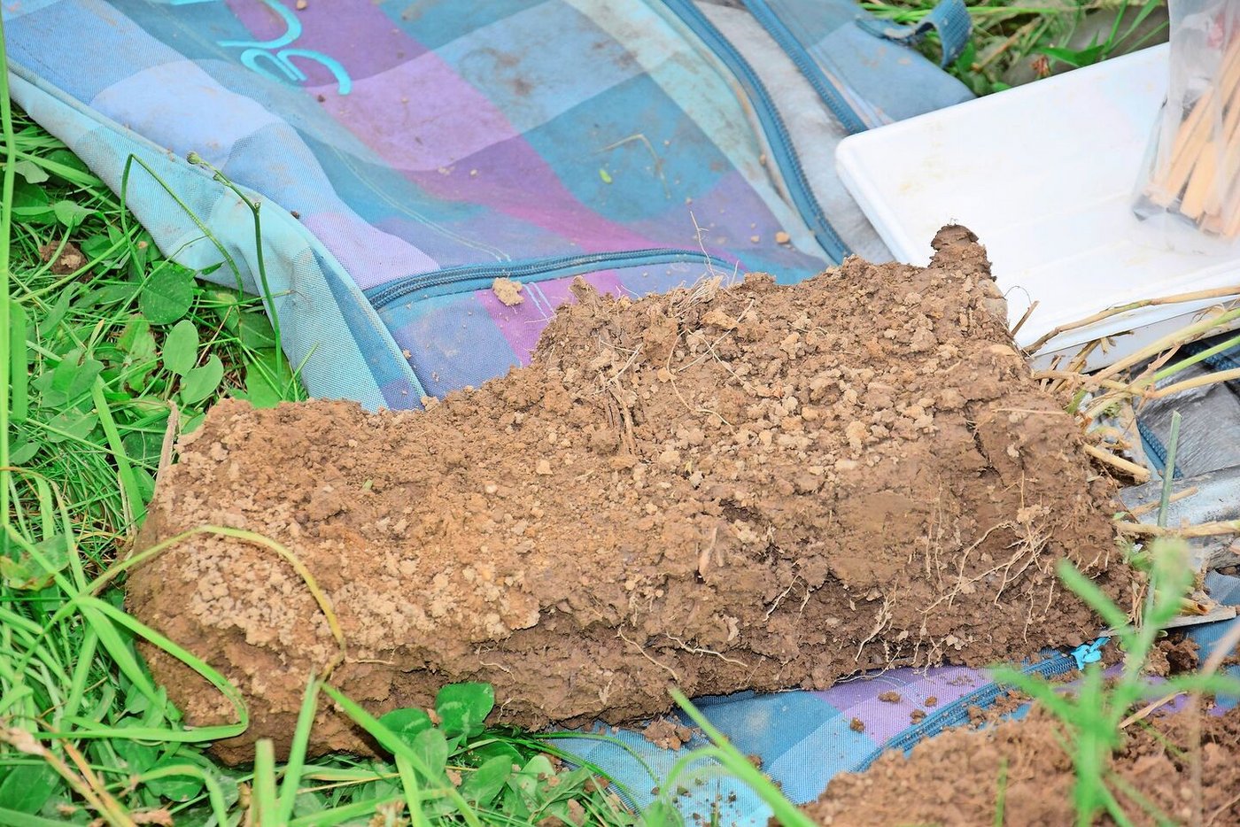 Diese Spatenprobe stammt von einer Wiese mit Vorkultur Mais. Die Bearbeitungstiefe zeigt sich farblich und durch vereinzelte Maisstoppeln.