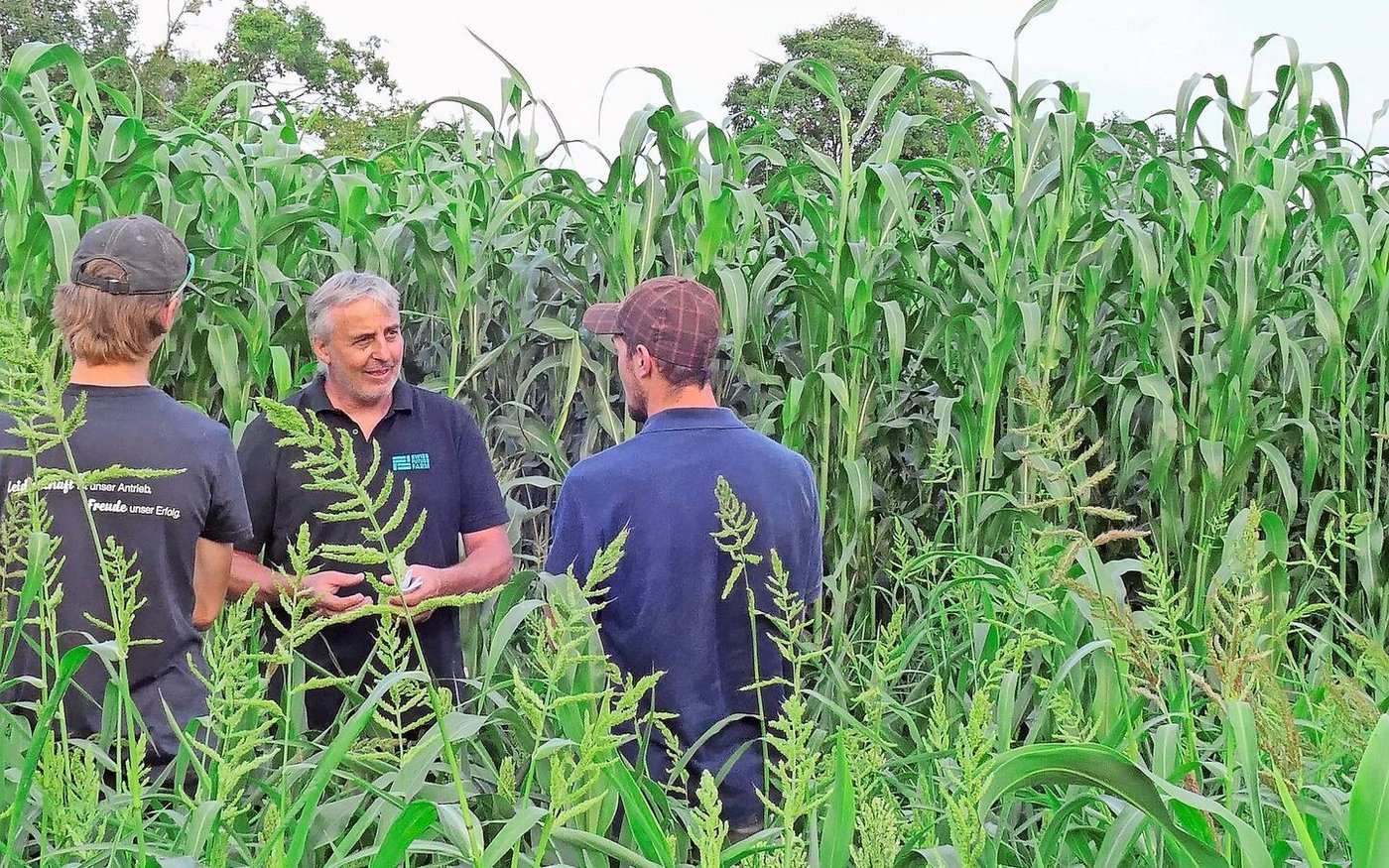 Ueli Schild (Mitte) am Flurgang in Tänikon: Im Vordergrund die Sorghum-Sorte Arigato, im Hintergrund die hochwachsende Sorte Kallisto.