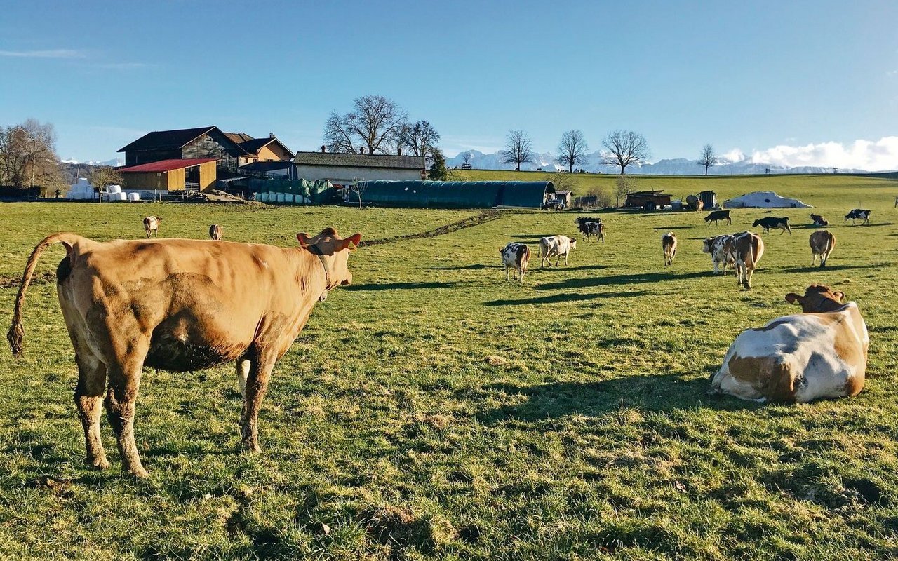 Trotz ihrer Verletzungen will Kuh Quincy so schnell wie möglich zum Rest der Herde zurück und die Sonne auf der Weide geniessen.