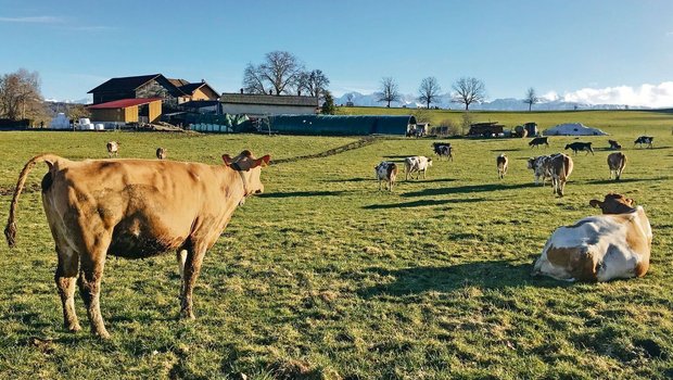 Trotz ihrer Verletzungen will Kuh Quincy so schnell wie möglich zum Rest der Herde zurück und die Sonne auf der Weide geniessen.