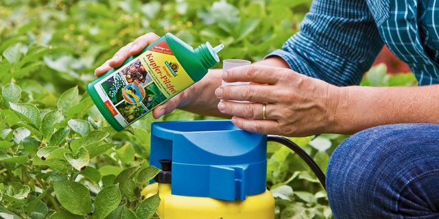 Gegen Krautfäule und Knollenfäule im Bio-Kartoffelanbau ist Kupfer das einzig wirksame zugelassene Mittel. Bild: zVg