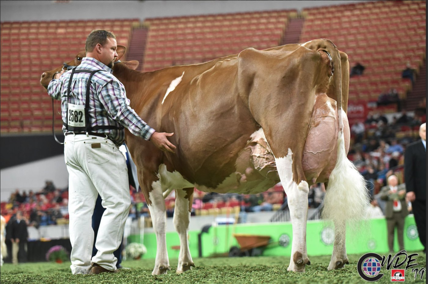 Reserve-Grand-Champion bei den Red Holstein wurde Meadow Green Fanny, wiederum eine Absolute Tochter. 
