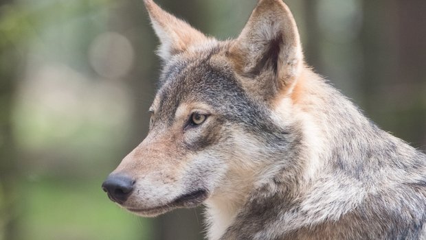 Der Verdacht, dass sich umherziehende Wölfe mit Hunden paaren, ist nicht neu. In der Bauernzeitung Online wurde bereits am 14.03.17 darüber berichtet. (Symbolbild M. Zonderling)