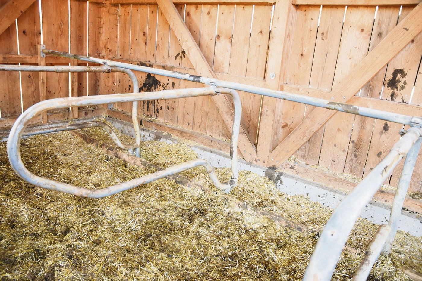 Bei den wandständigen Boxen muss auch genügend Kopfraum für die Tiere sein.