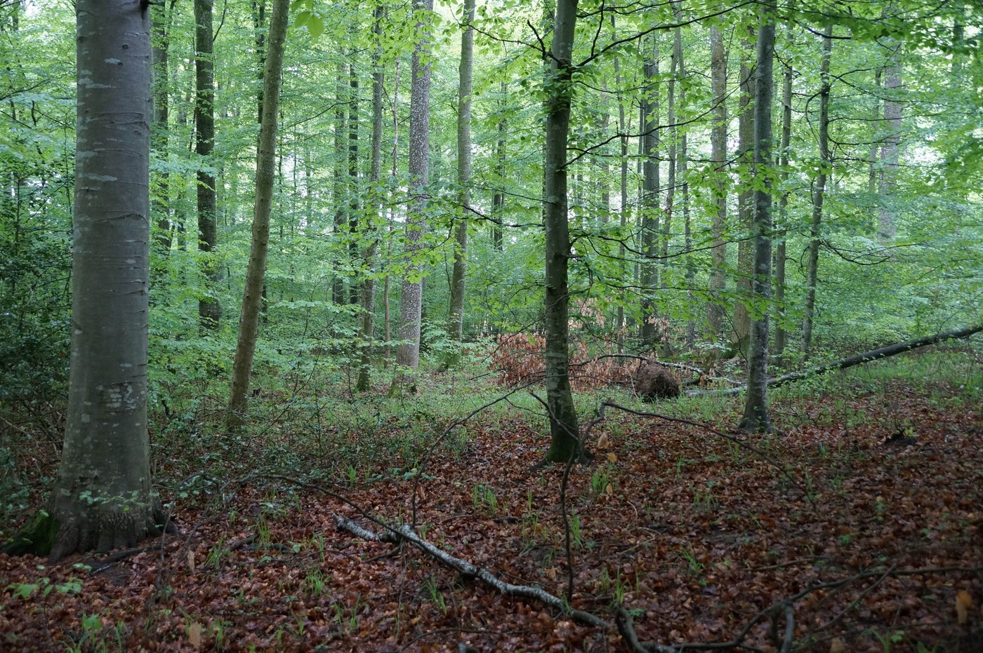  Ähnlich wie in einem Urwald sollen in einem  Naturwaldreservat die natürlichen Prozesse wie ertwas das Altern und Absterben von Bäumen, ablaufen können. (Bild zVg)