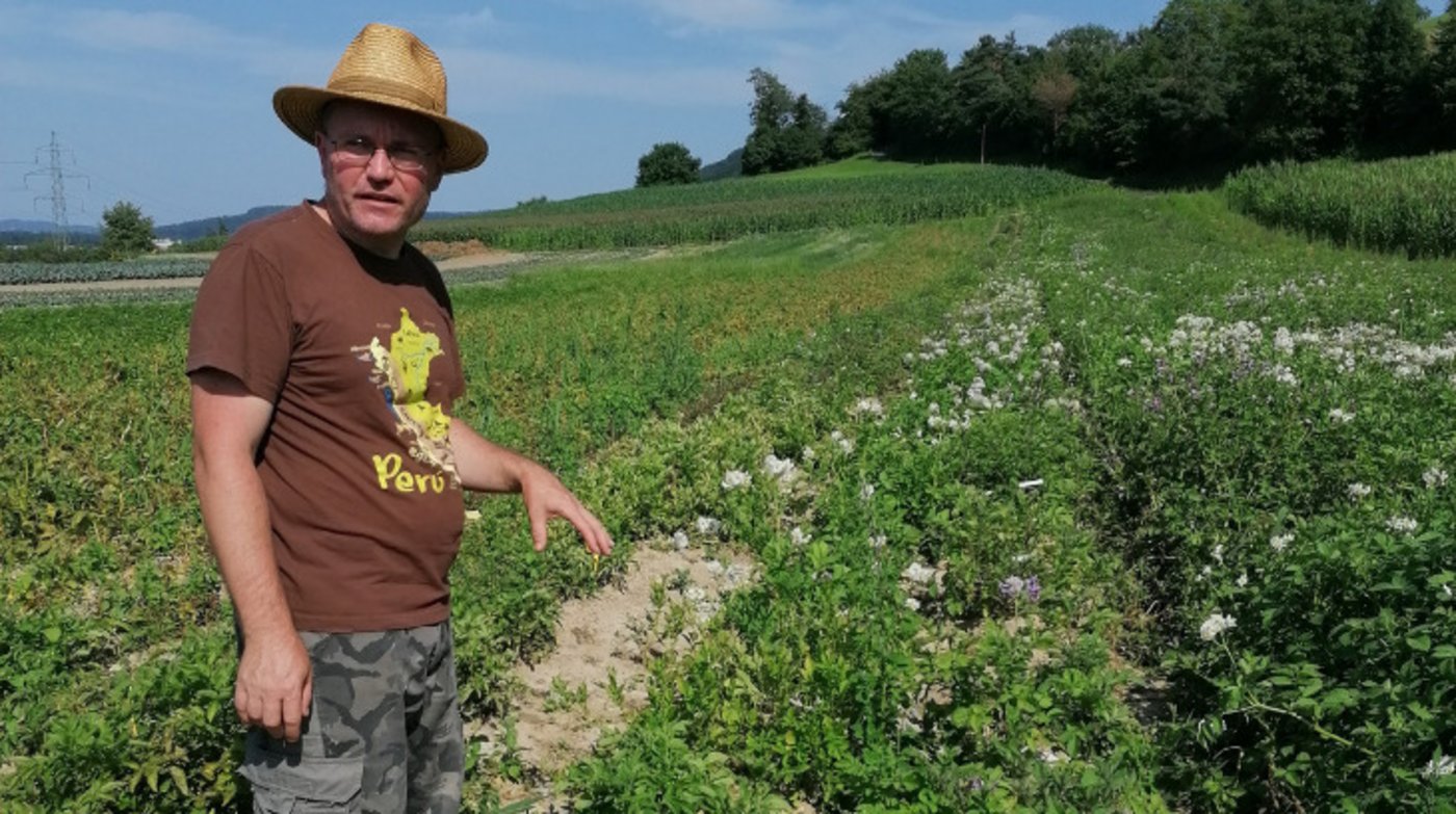 Dies ist die «Last-Chance»-Reihe, wie sie Stefan Griesser nennt – diese Sorten waren zu wenig Hitzetolerant und bekommen hier, wie der Name sagt, eine «letzte Chance». (Bild Belinda Balmer)