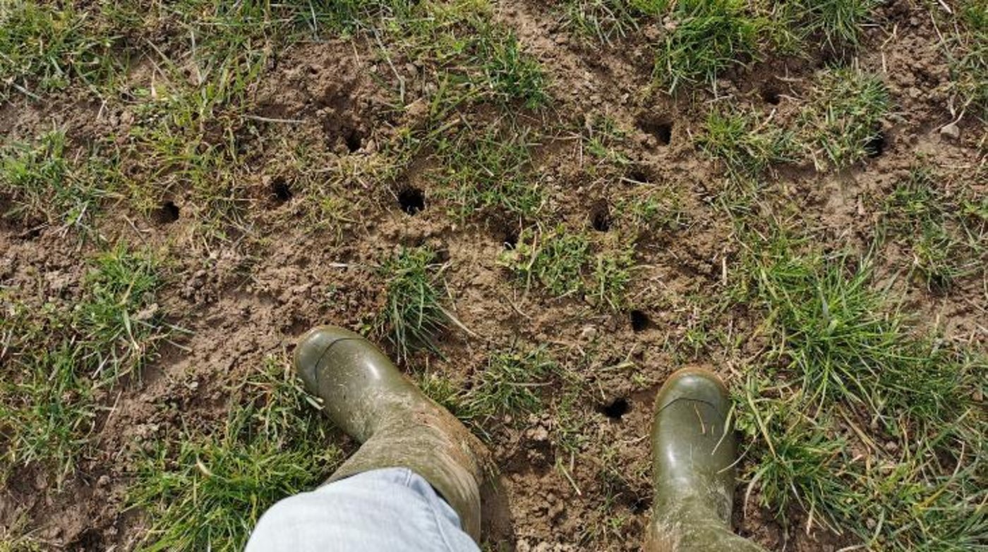 Die Sanierung von Mäuseschäden sollte möglichst früh im Frühjahr geschehen. Die entstandenen Lücken können schnell mit einer Untersaat geschlossen werden. Zudem ist der Konkurrenzdruck durch das noch schwache Graswachstum schwach. (Bilder Dominik Amrein, BBZN Hohenrain)
