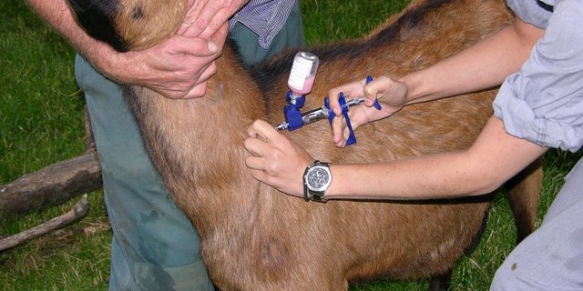 Blauzungen-Impfung bei einer Ziege. (Bild: BauZ)