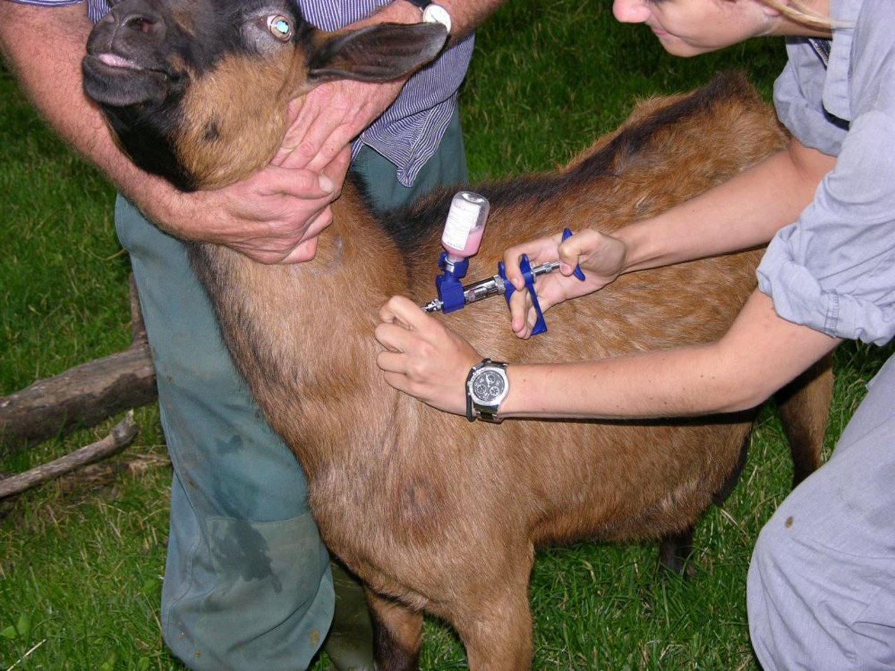 Blauzungen-Impfung bei einer Ziege. (Bild: BauZ)
