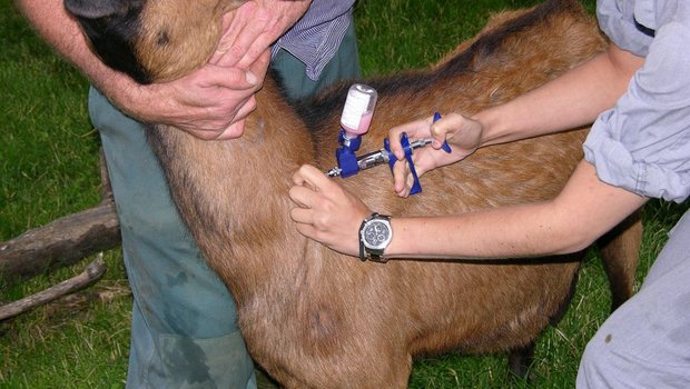 Blauzungen-Impfung bei einer Ziege. (Bild: BauZ)