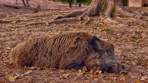 Dreizehn Prozent des Wildschweinfleisches in der Schweiz stammt aus Tschechien. (Bild pixabay)
