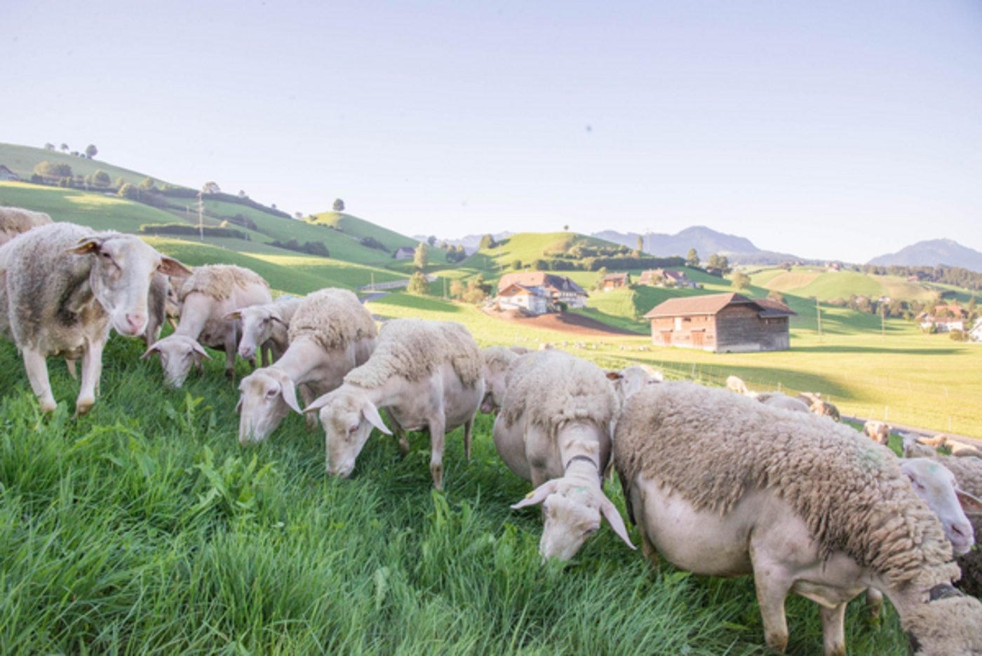 Rund 15'000 Milchschafe gibt es in der Schweiz. (David Eppenberger)